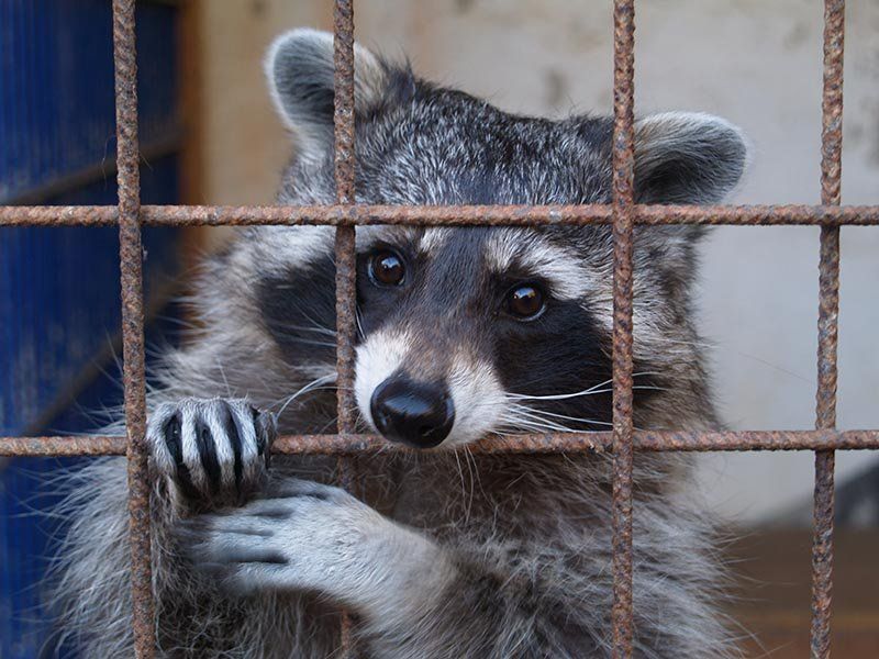 A raccoon observing from a cage.