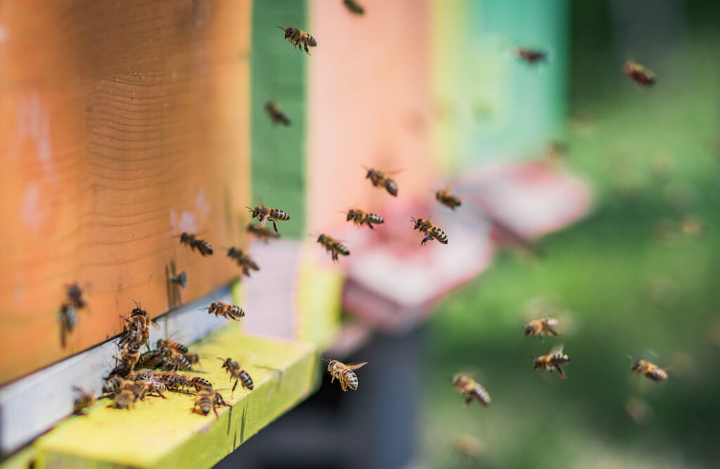Bees Prove They Are Really Smart And ‘Sentient’ In Insect IQ Tests - Corporate B2B Sales & Digital Marketing Agency in Cardiff covering UK