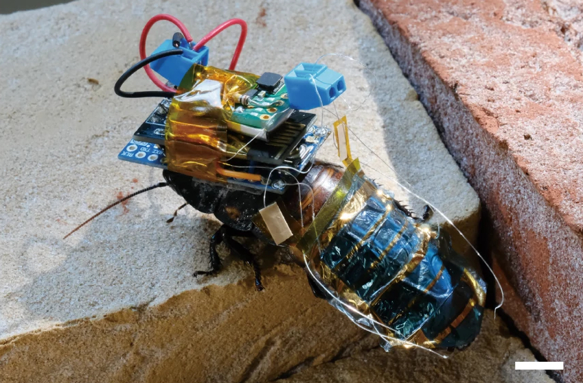 Cyborg Cockroaches With Backpacks Could One Day Provide Aid In Disaster Zones - Corporate B2B Sales & Digital Marketing Agency in Cardiff covering UK